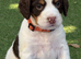 Liver (Chocolate) Working Cocker Spaniel Puppies