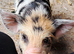 Kune Kune Piglets Ready To Leave Now. Boys and Girls. Beautiful Markings! Boys £40, Girls £140