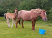 Mare and foal