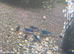 Yellow shrimp, Blue Velvet shrimp &pound;2.50 each