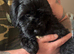 Sproodle puppy&rsquo;s