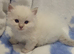 GCCF blue and lilac point and mitted ragdoll boys