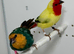 Beautiful pair of pied parrot finches for sale