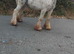 Blue and white gelding