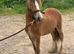 Stunning cob filly