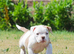 Olde English bulldog puppies !!