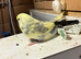 Young Budgies's