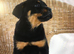 XXX GERMAN TOP SIZE ROTTWEILER PUPS XXX