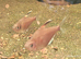 Bleeding heart tetra group