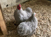 Pekin cockrel