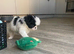 Beautiful Japanese chin puppies last puppy