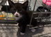 Kittens looking for homes