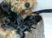 Yorkies