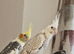 Hand tame baby cockatiel
