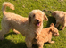 Cute Toy Cavapoo Puppies