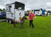 Reg British Spotted Pony 2yo colt AMHA bred