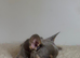 Last puppy available - KC Frenchies