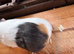 1 Female Guinea pig for sale!