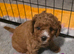 6 beautiful cavapoo puppies