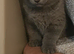 Stunning kittens need new homes