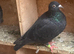 Black coloured racing racer pigeons £20 each