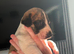 Whippet cross pups