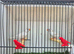 zebra finches