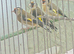 Goldfinch hens