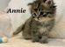 Six absolutely stunning Persian Kittens