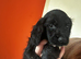 LAST BOY IN LITTER