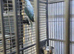 Blue male alexandrine parrot bird