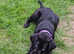Female labrador retrevier