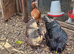 Three Satin Silkie Laying hens for sale