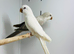 Quaker parrot