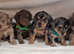 ♡♡♡8 Beautiful Merle Jack Russel Puppies Ready Soon!♡♡♡