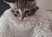 Kittens ready now..