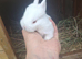 Beautiful litter of Netherland Dwarfs