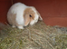 Beautiful adult female mini lop