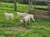 OUESSANT LAMBS BLACK OR WHITE WETHERS AVAILABLE END JULY
