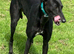 3 years old greyhound girl