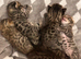 Bengal mix kittens with distinctive marbled  markings