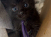REFUCED Long hair kittens