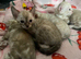 Snow bengal baby&rsquo;s