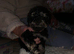 TOY Poodle puppies (rare phantom) Pedigree