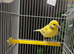 Young male canary with cage