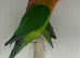 Stunning Various Young Lovebirds