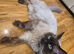 pure ragdoll seal point mink male