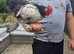 Pekin bantam Cockerel