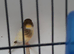 Gloster canary