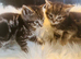 Gorgeous litter of Ragdoll Bengal kittens ready now for loving homes